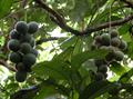 Davidson's plum